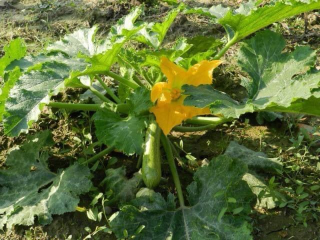 Tratalias Agriturismo Santa Lucia מראה חיצוני תמונה